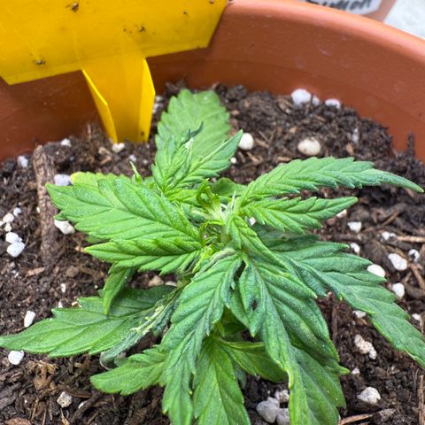 August growlog timeline photo