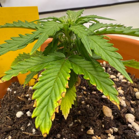 Wille growlog timeline photo