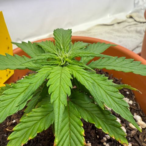 Wille growlog timeline photo