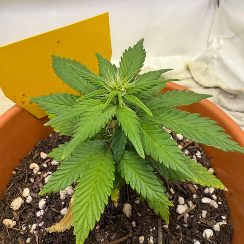 Simon growlog timeline photo