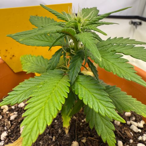 Simon growlog timeline photo