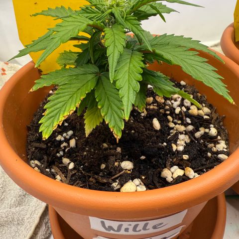 Wille growlog timeline photo