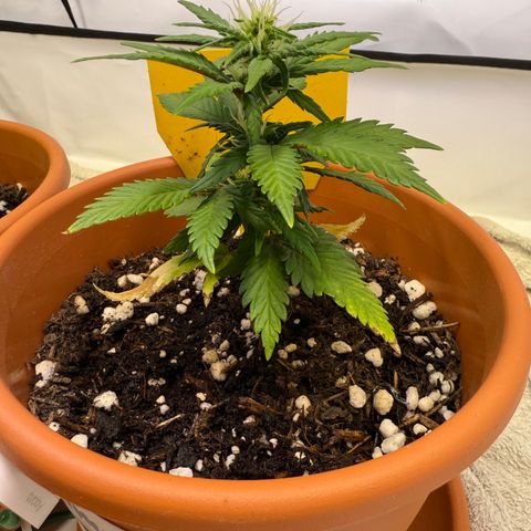 Simon growlog timeline photo