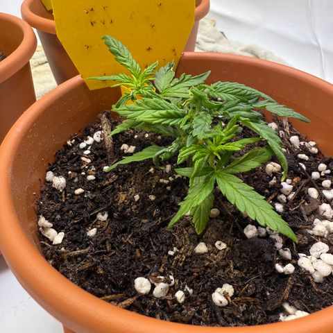 August growlog timeline photo