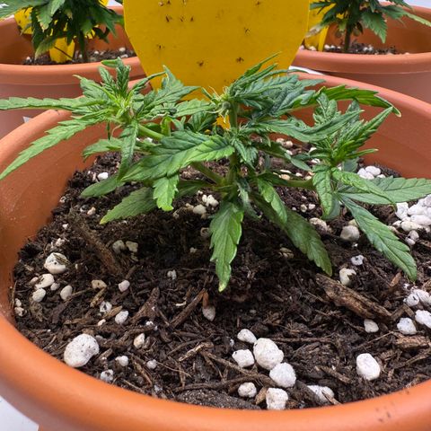 August growlog timeline photo