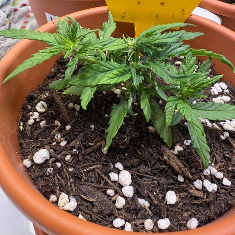 August growlog timeline photo