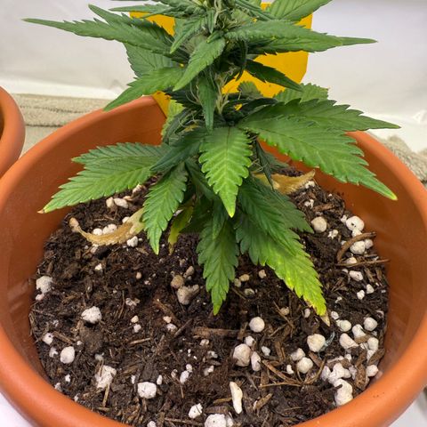 Simon growlog timeline photo