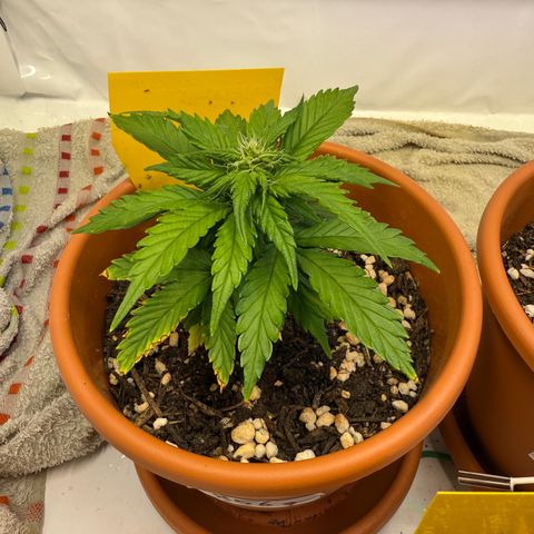 Wille growlog timeline photo