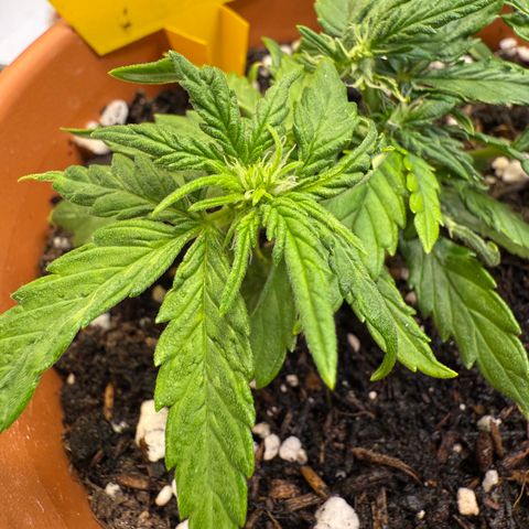 August growlog timeline photo