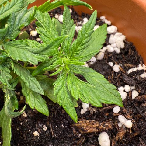 August growlog timeline photo