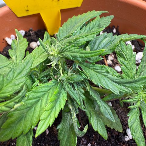 August growlog timeline photo