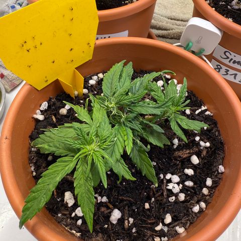 August growlog timeline photo