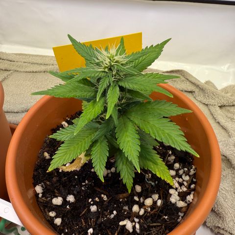 Simon growlog timeline photo