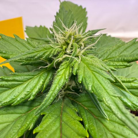 Simon growlog timeline photo
