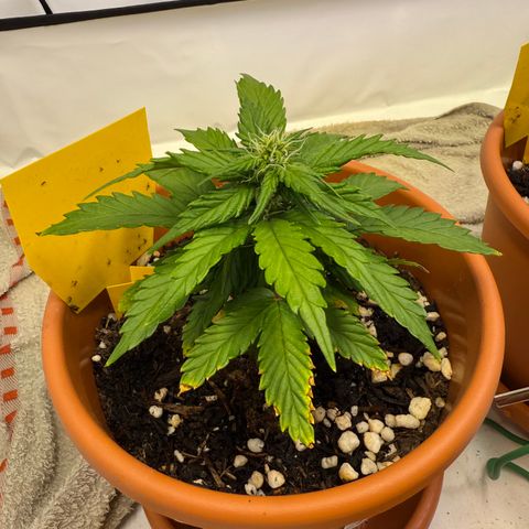 Wille growlog timeline photo