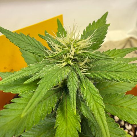 Wille growlog timeline photo