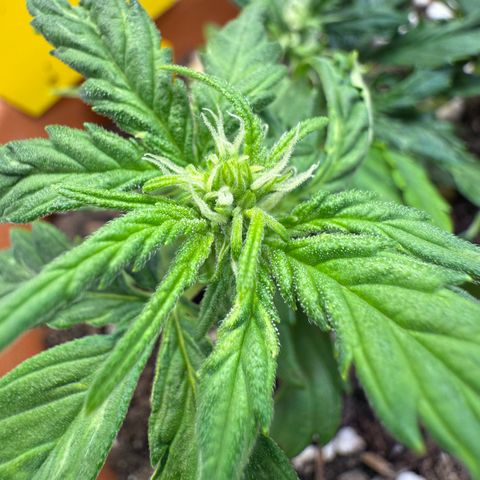 August growlog timeline photo