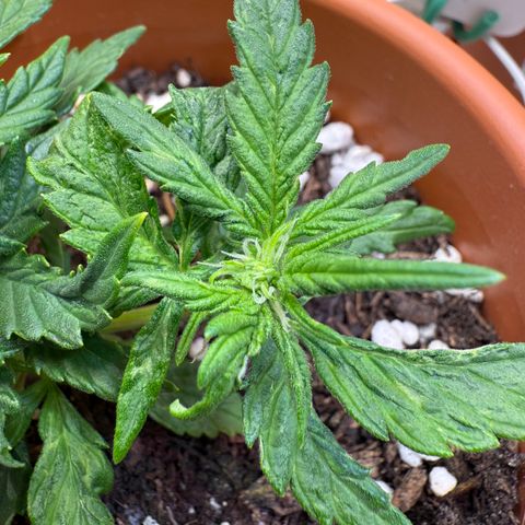 August growlog timeline photo