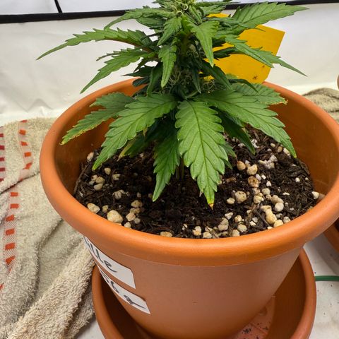 Wille growlog timeline photo