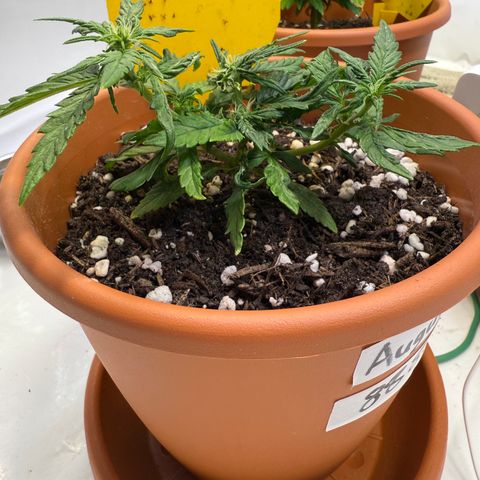 August growlog timeline photo