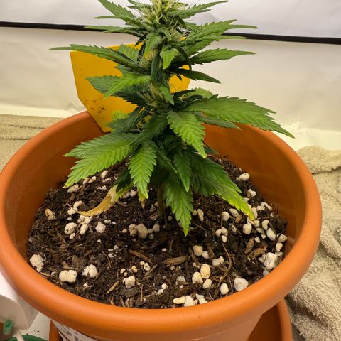 Simon growlog timeline photo