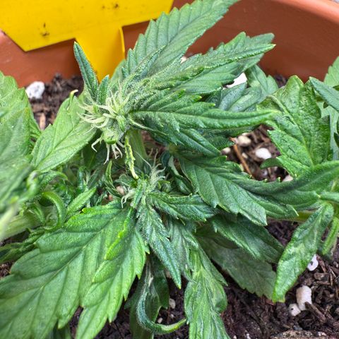 August growlog timeline photo