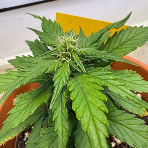 Wille growlog timeline photo