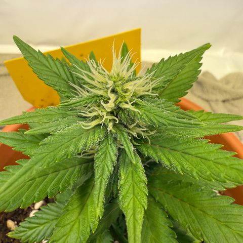 Simon growlog timeline photo