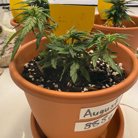 August growlog timeline photo
