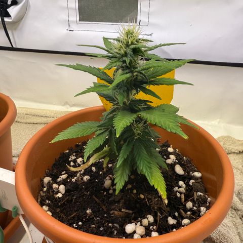Simon growlog timeline photo