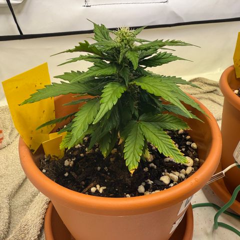 Wille growlog timeline photo