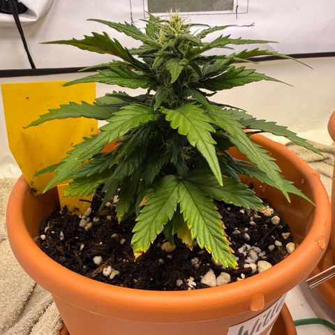 Wille growlog timeline photo