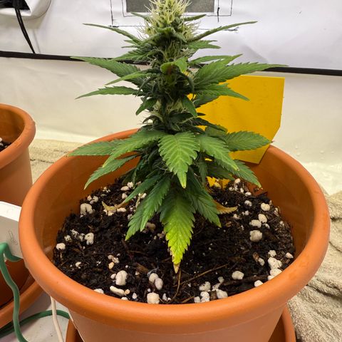 Simon growlog timeline photo