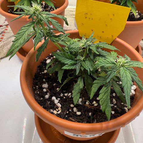August growlog timeline photo