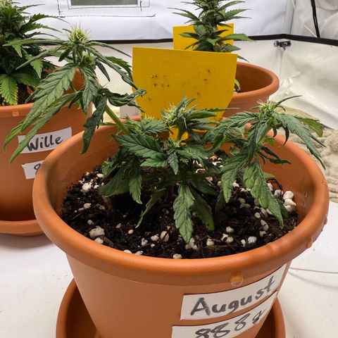 August growlog timeline photo