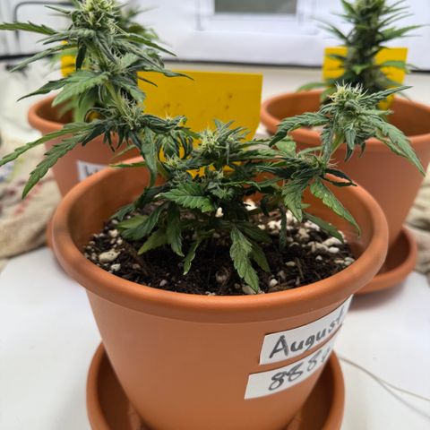 August growlog timeline photo