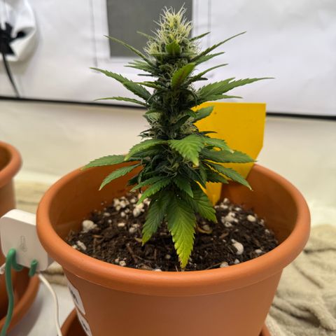 Simon growlog timeline photo