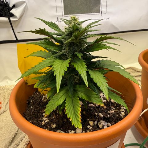 Wille growlog timeline photo