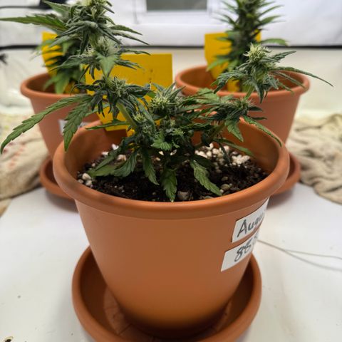 August growlog timeline photo