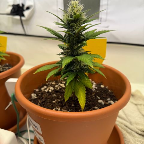 Simon growlog timeline photo