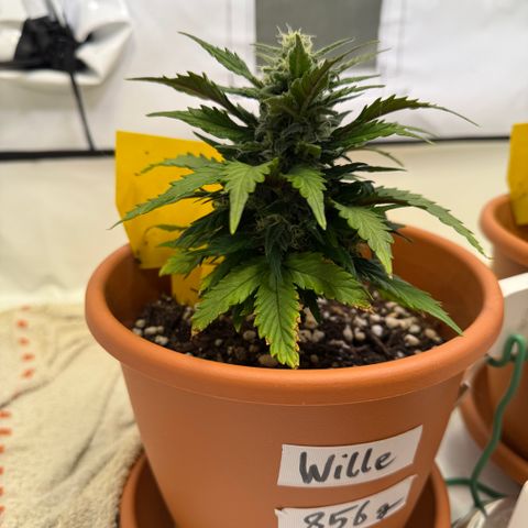 Wille growlog timeline photo