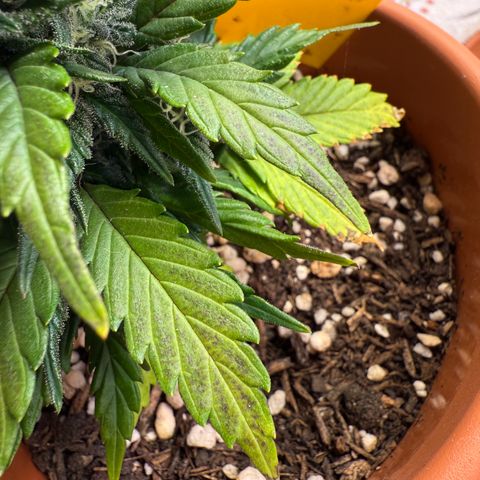 Wille growlog timeline photo