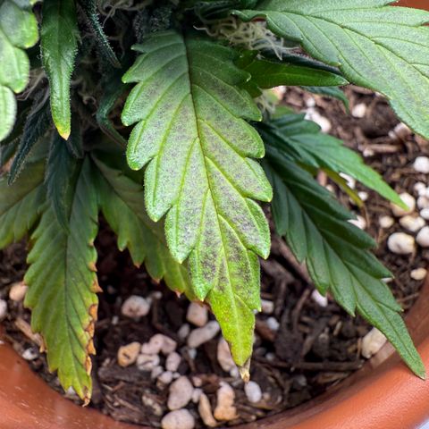 Wille growlog timeline photo