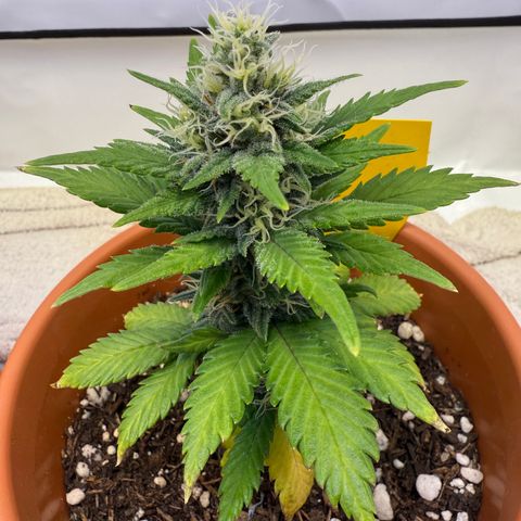 Simon growlog timeline photo