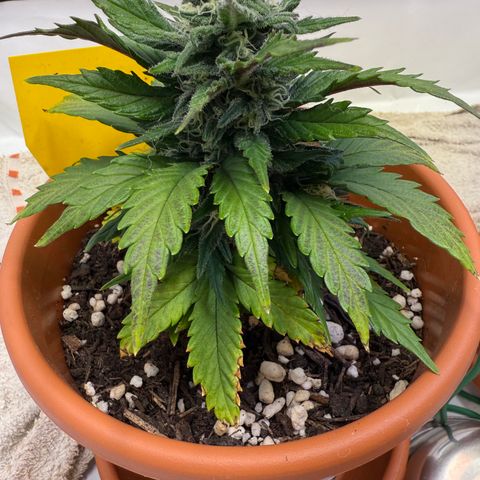 Wille growlog timeline photo