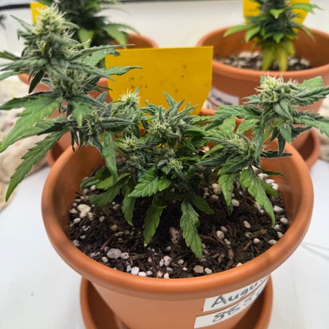 August growlog timeline photo