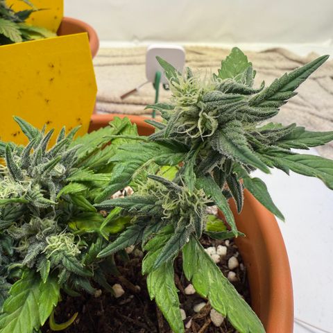 August growlog timeline photo