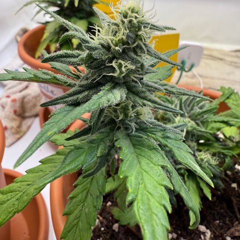 August growlog timeline photo