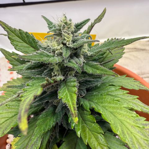 Wille growlog timeline photo