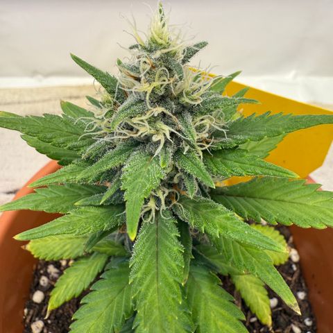 Simon growlog timeline photo